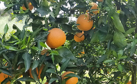 神农果夫果园2019年预计年产柑橘2万吨